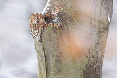 BUITEN BEELD Foto: 449808