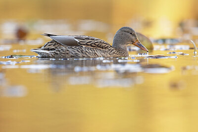 BUITEN BEELD Foto: 449812
