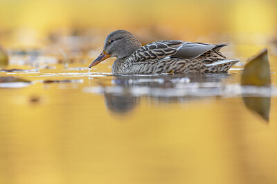 BUITEN BEELD Foto: 449813