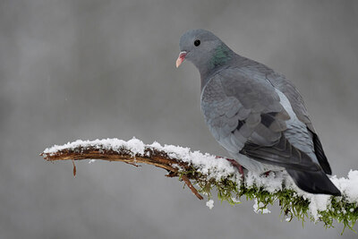 BUITEN BEELD Foto: 449816