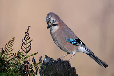 BUITEN BEELD Foto: 449819