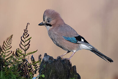 BUITEN BEELD Foto: 449820