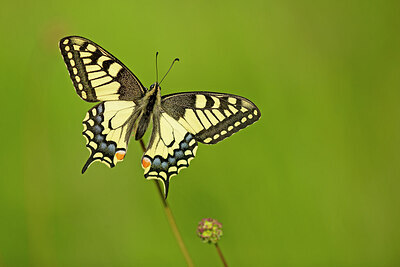 BUITEN BEELD Foto: 449838