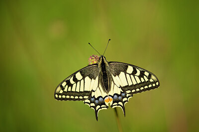 BUITEN BEELD Foto: 449839