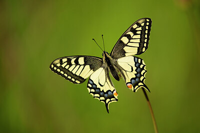 BUITEN BEELD Foto: 449840