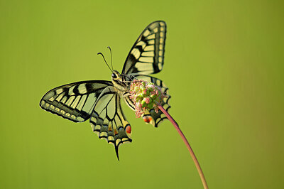 BUITEN BEELD Foto: 449841