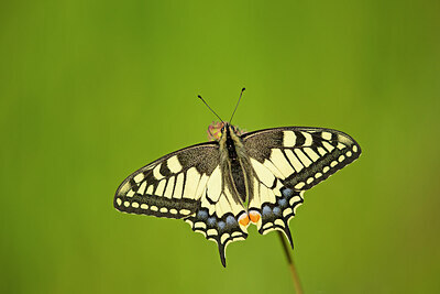 BUITEN BEELD Foto: 449843