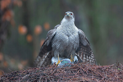 BUITEN BEELD Foto: 449844