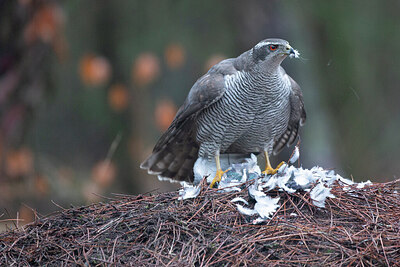 BUITEN BEELD Foto: 449845