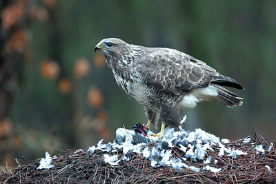 BUITEN BEELD Foto: 449846