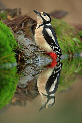 BUITEN BEELD Foto: 449849
