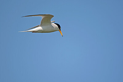 BUITEN BEELD Foto: 449850