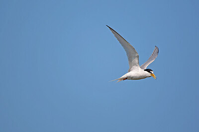 BUITEN BEELD Foto: 449851