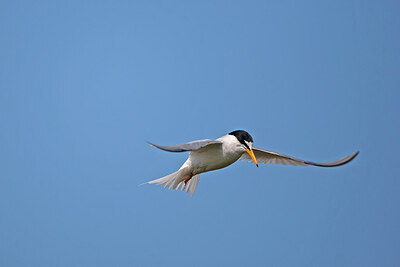 BUITEN BEELD Foto: 449853