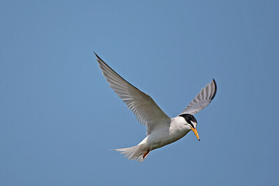 BUITEN BEELD Foto: 449854