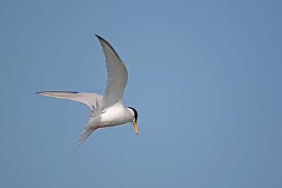 BUITEN BEELD Foto: 449855