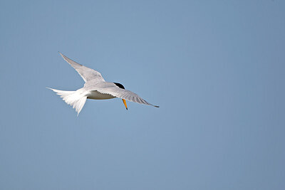 BUITEN BEELD Foto: 449857