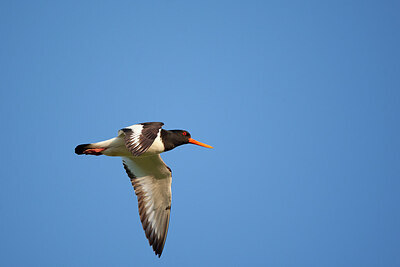 BUITEN BEELD Foto: 449859