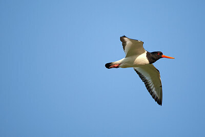 BUITEN BEELD Foto: 449860