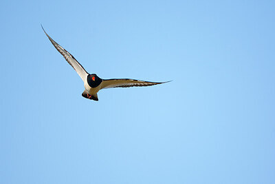 BUITEN BEELD Foto: 449861