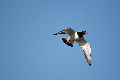 BUITEN BEELD Foto: 449862