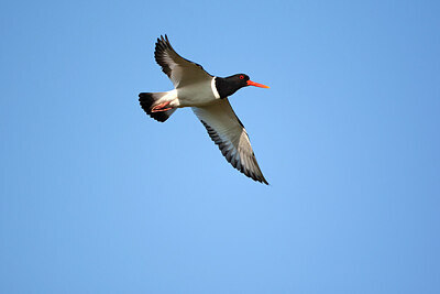 BUITEN BEELD Foto: 449864