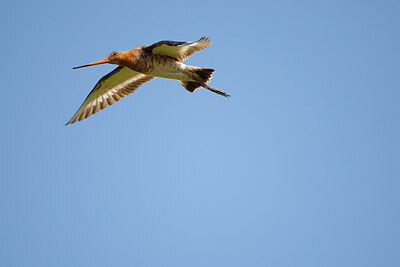 BUITEN BEELD Foto: 449868