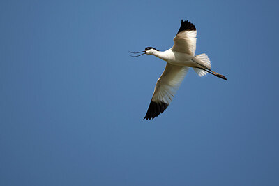 BUITEN BEELD Foto: 449871