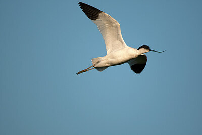 BUITEN BEELD Foto: 449873