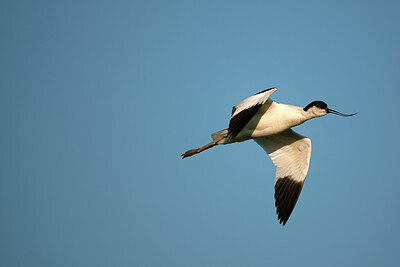 BUITEN BEELD Foto: 449874