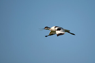 BUITEN BEELD Foto: 449876