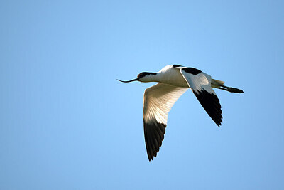 BUITEN BEELD Foto: 449877