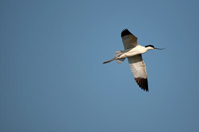 BUITEN BEELD Foto: 449878