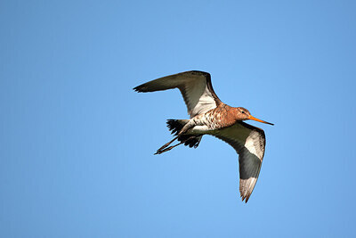 BUITEN BEELD Foto: 449879