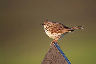 BUITEN BEELD Foto: 449880