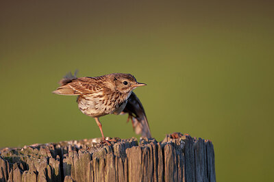 BUITEN BEELD Foto: 449882