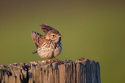 BUITEN BEELD Foto: 449883