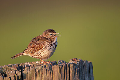 BUITEN BEELD Foto: 449885
