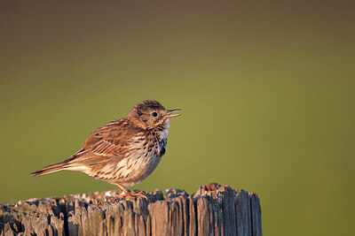 BUITEN BEELD Foto: 449887