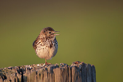 BUITEN BEELD Foto: 449888