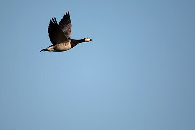 BUITEN BEELD Foto: 449889