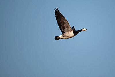 BUITEN BEELD Foto: 449890