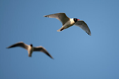 BUITEN BEELD Foto: 449891
