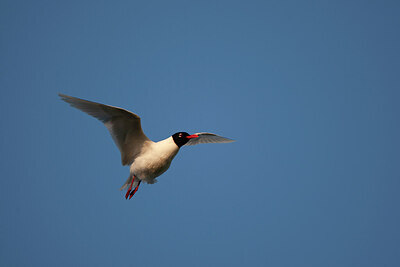 BUITEN BEELD Foto: 449893
