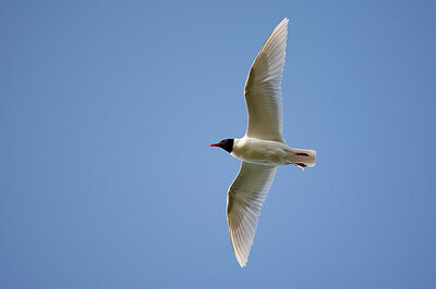 BUITEN BEELD Foto: 449894