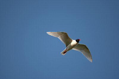 BUITEN BEELD Foto: 449895