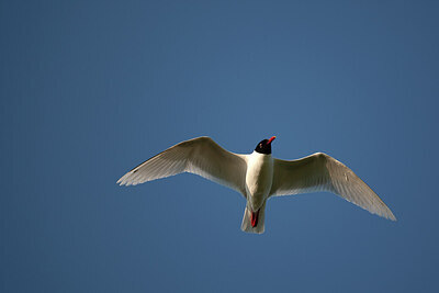 BUITEN BEELD Foto: 449896