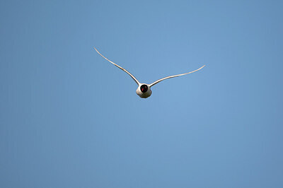 BUITEN BEELD Foto: 449898