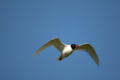 BUITEN BEELD Foto: 449900