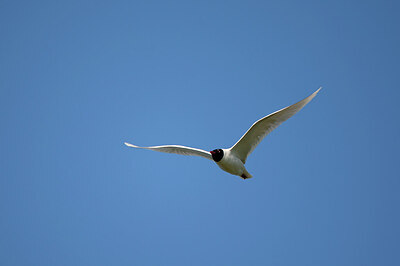 BUITEN BEELD Foto: 449901